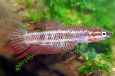 Betta tussyae